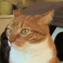 Princey's Castle Discord Server Icon