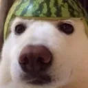 cosmic toster melon dog