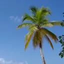 🌴 Что за деревья здесь блять?