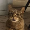 Discord Kittens Inc. discord icon