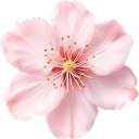 𝒔𝒘𝒆𝒆𝒕𝒊𝒆𝒔 Discord server icon