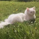 🐱🫶🏻