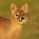 밥밥