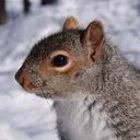 A Squirrel Plays