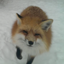 定期借家 Discord server icon