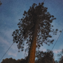 The Pines