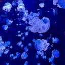 ⊹ ࣪ ˖ Spacey's Pond  ๋࣭ ⭑