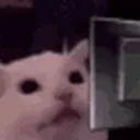 Darki’s Homies Discord Server Icon