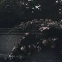 The Burning Garden.