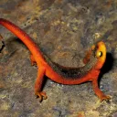 🦎Non-neurotypical Newts🦎