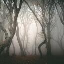   Haunted Forest   Discord Server Icon