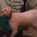Serki