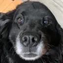 Scout the Dog Fan Club