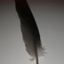 The Tickling Territory