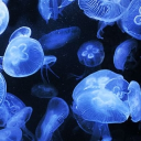 🪼  jellyfish area   ⌣     ☆