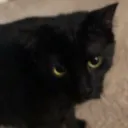 Zazu the kitty's fan server