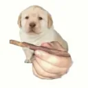 Boof Central
