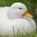 🦆Kaczuchy🦆