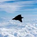Birdsky airlines