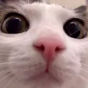 OnlyCats