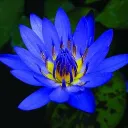 Angel's Garden