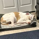 Katara's Bed