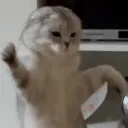 Kazu