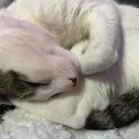 super silly server ^w^ Discord Server Icon