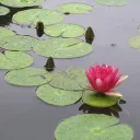 The Lilypad