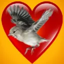 Bird Fans Club