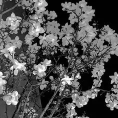 коуп де грейс — мониторинг Discord сервера, статистика и рейтинг