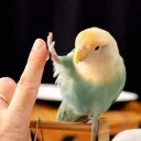 Daily Bird 🐦