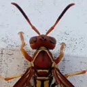 THE WASP HOUSE