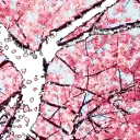 ꧁•⊹٭𝚃𝚑𝚎 𝙲𝚑𝚎𝚛𝚛𝚢 𝙱𝚕𝚘... Discord Server Icon