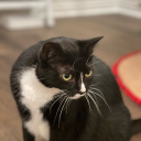 Florida's Cabin Discord server icon