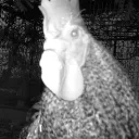 NightEyesCam