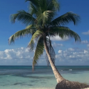 Island Reward 🌴🥥