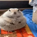 Flesh