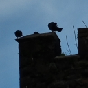 the web ðŸ•¸ Server Icon