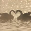Swan Lake Hangout Discord Server Icon