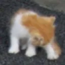 Cat supremacy