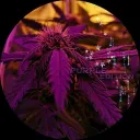 PurpleEditionNew