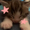 cat.c1ty!