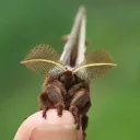 The Moth's Den