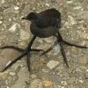 BIG FEET SERVER