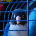 The Birb Cage