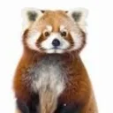 The FELIX Server