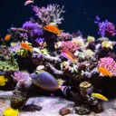 The Aquarium