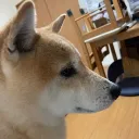 私利私欲ごん鯖