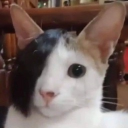 gatitos rockeros ♡ (21+) Discord server icon